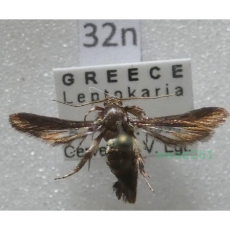 Microsphecia tineiformis (Esper, 1789) Greece32n